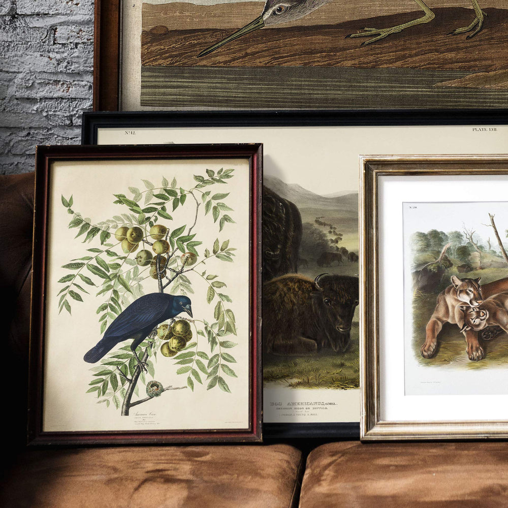 Antique Bird Framed Painting - From Where - 