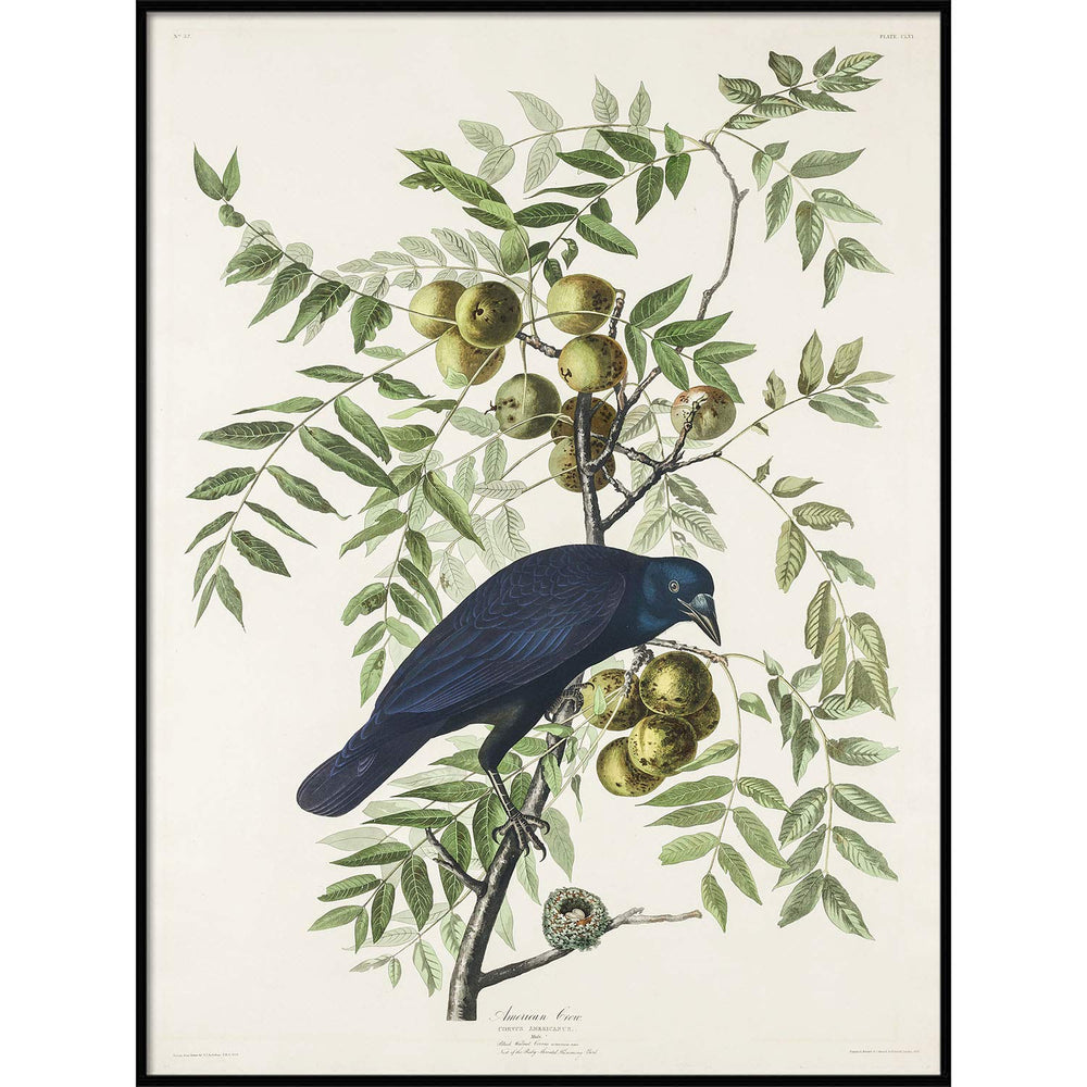 Antique Bird Framed Painting - From Where - 