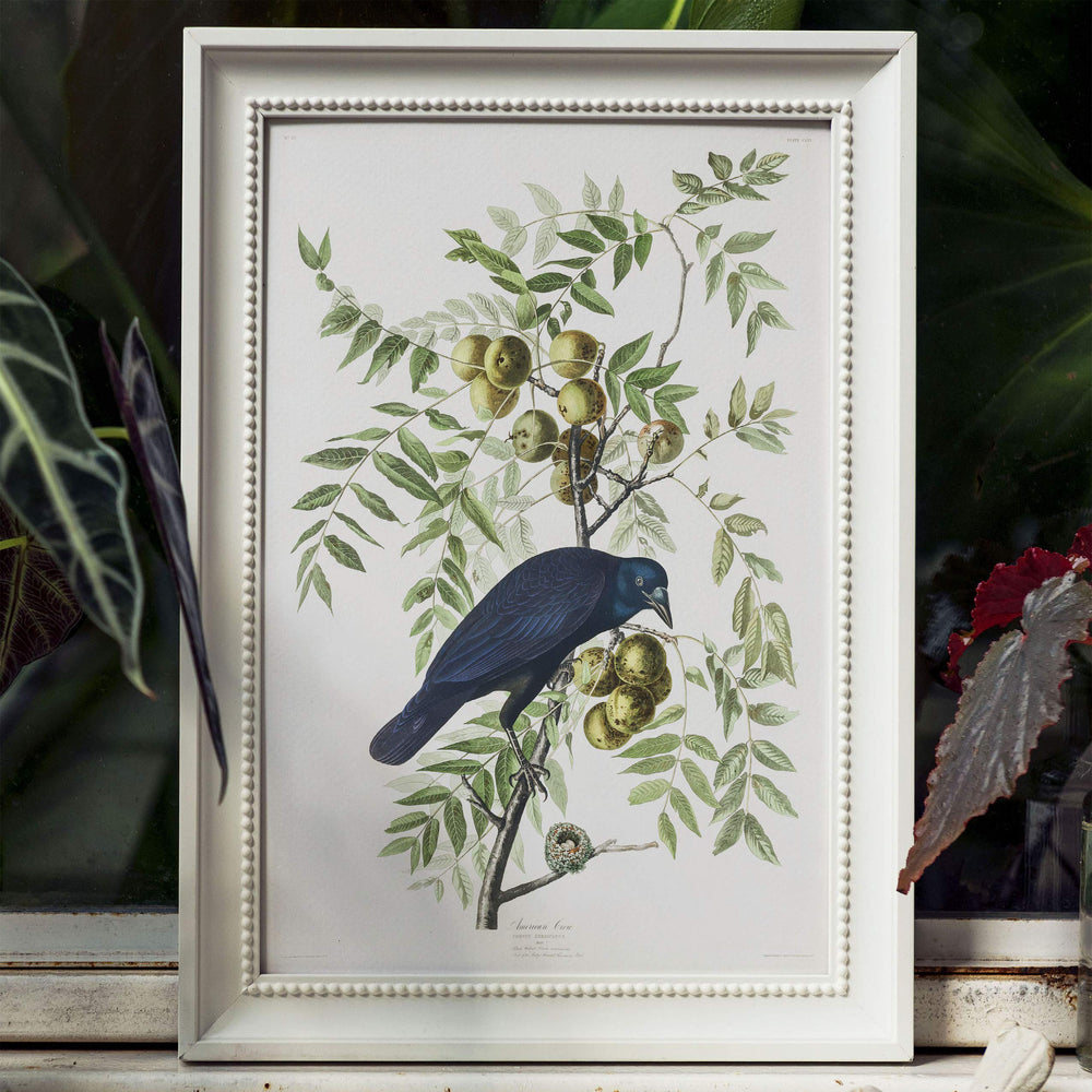 Antique Bird Framed Painting - From Where - 