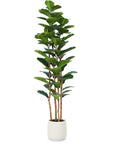 Artificial Fiddle Leaf Fig with White Planter - From Where - 