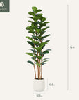 Artificial Fiddle Leaf Fig with White Planter - From Where - 