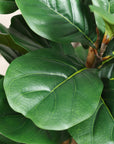 Artificial Fiddle Leaf Fig with White Planter - From Where - 