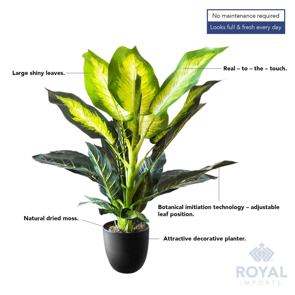 Artificial Golden Dieffenbachia Plant - From Where - 