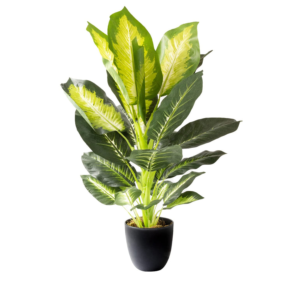 Artificial Golden Dieffenbachia Plant - From Where - 