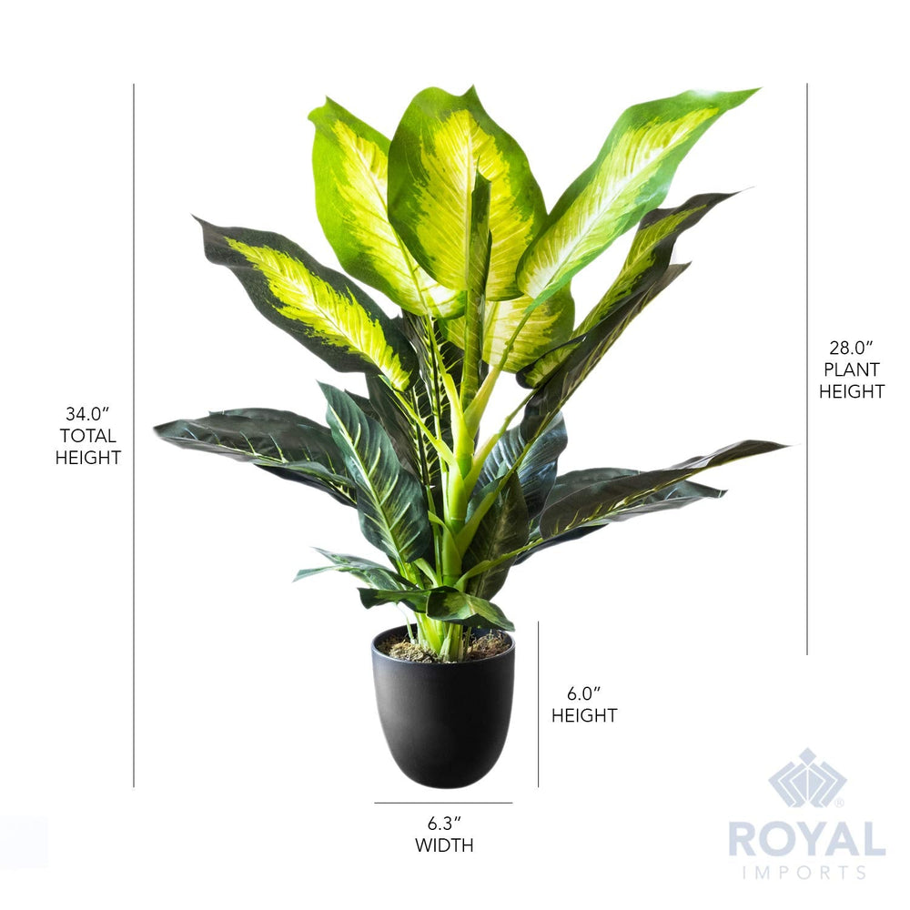 Artificial Golden Dieffenbachia Plant - From Where - 