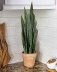 Artificial Indoor/Outdoor Snake Plant - From Where - 
