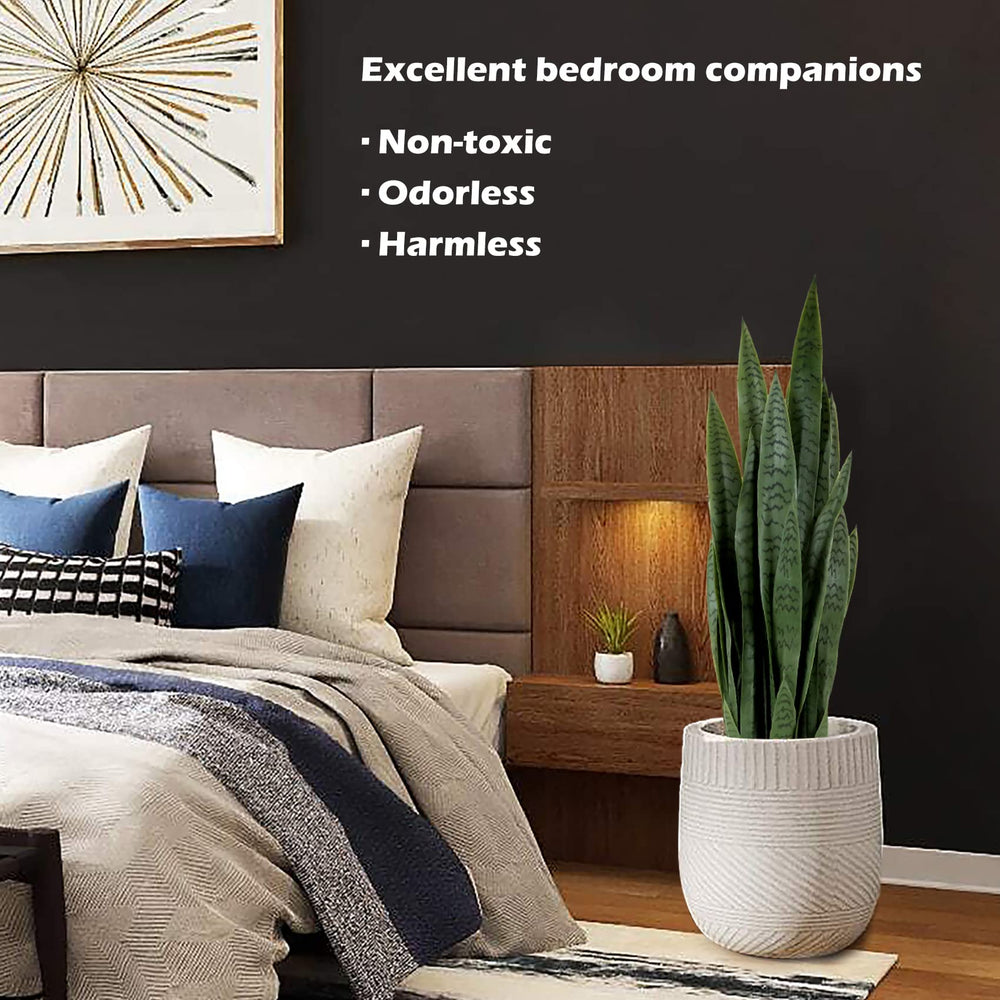 Artificial Indoor/Outdoor Snake Plant - From Where - 