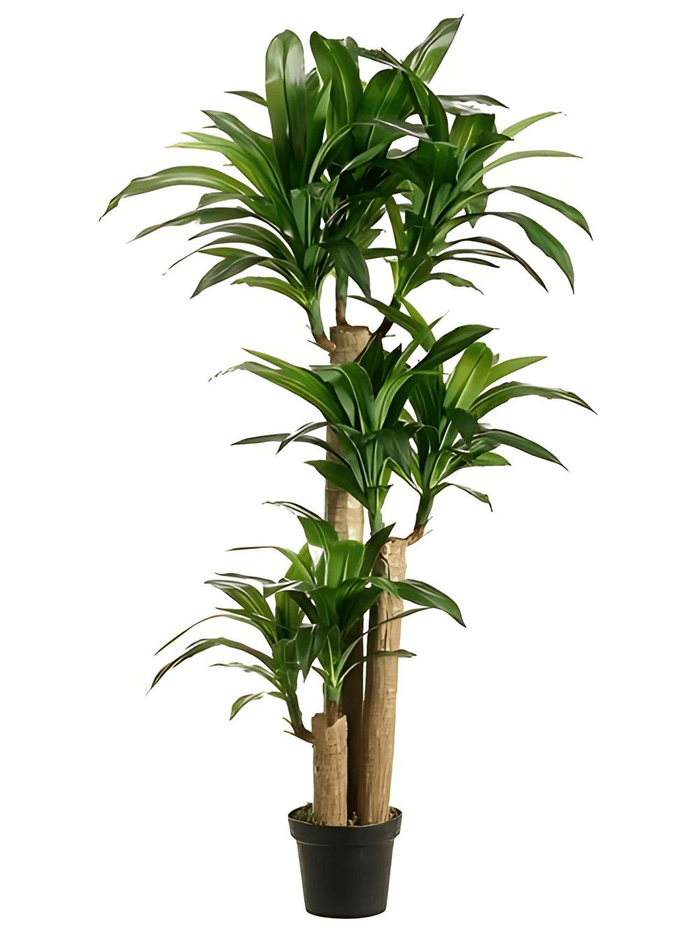 Artificial Tropical Dracaena Tree - From Where - 