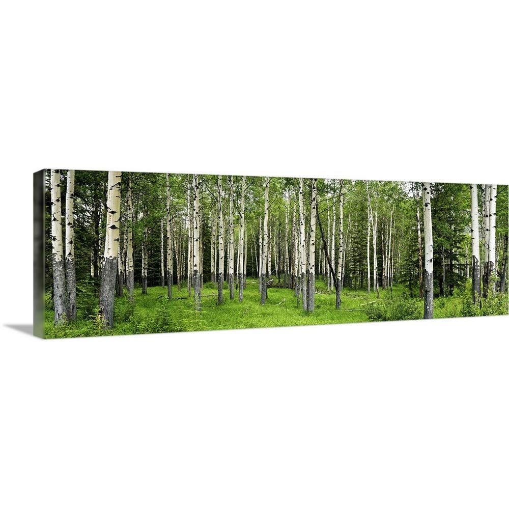 Aspen Trees in A Forest Wall Art - From Where - 