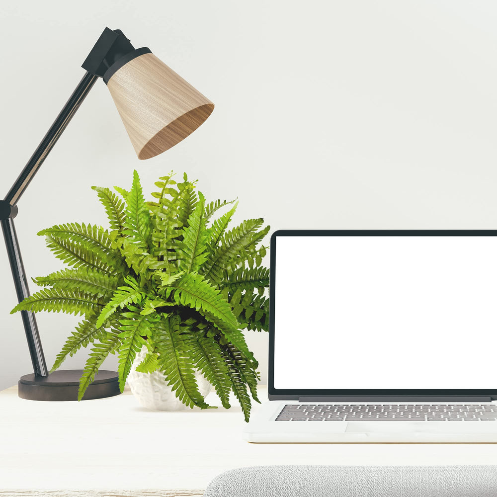 Boston Fern in White Planter Artificial Plant - From Where - 