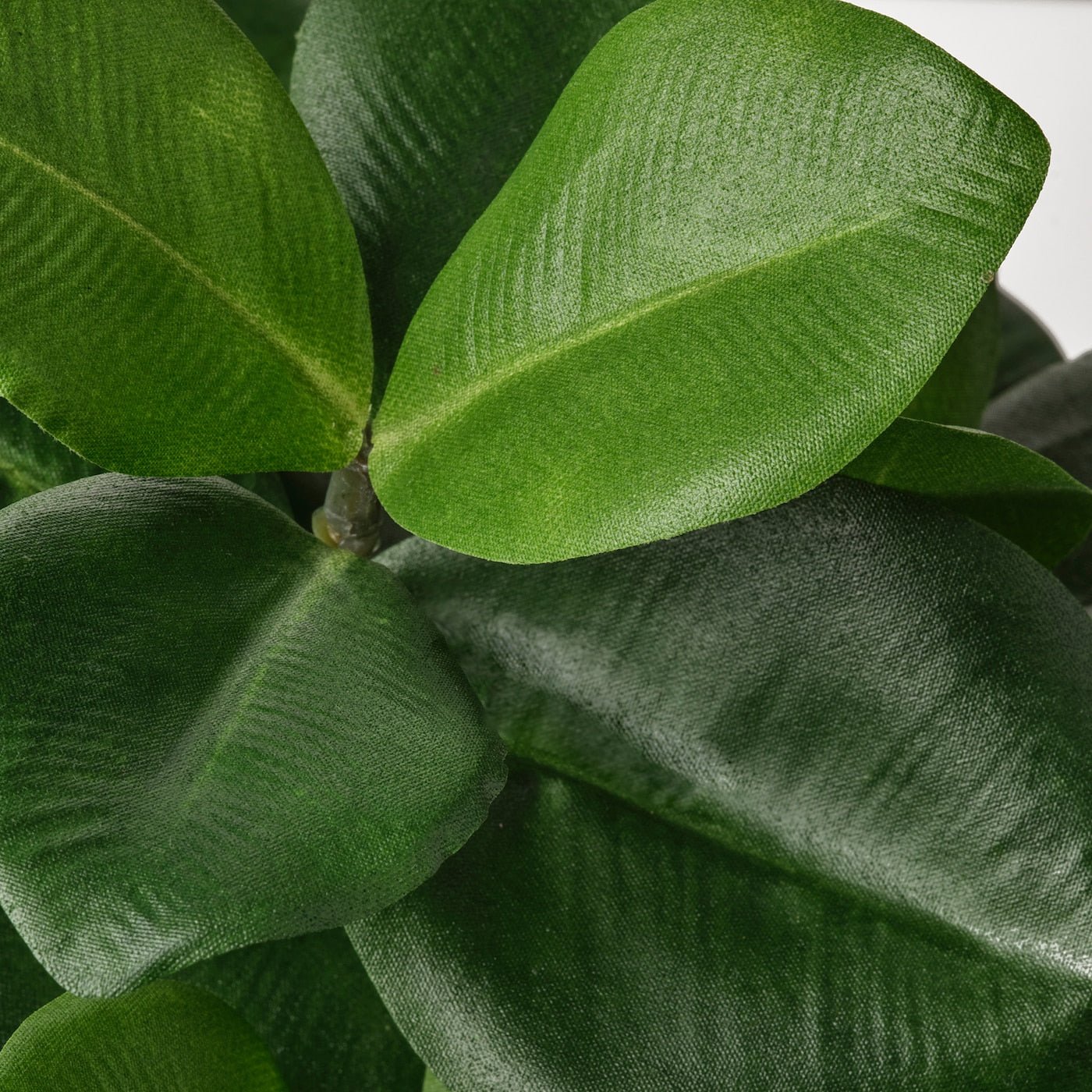 Clusia Artificial Potted Plant - From Where - 