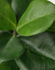 Clusia Artificial Potted Plant - From Where - 