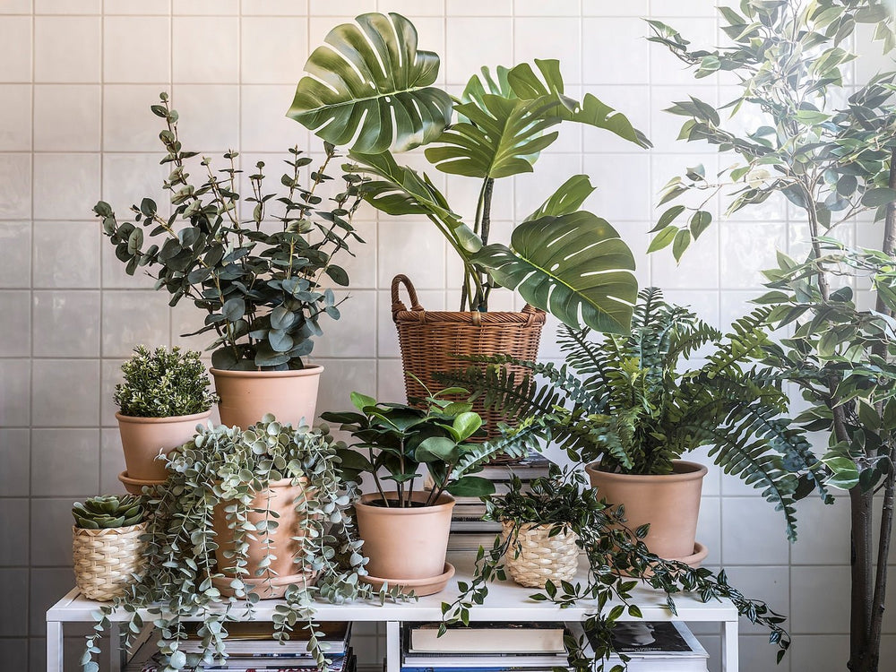 Clusia Artificial Potted Plant - From Where - 