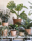 Clusia Artificial Potted Plant - From Where - 
