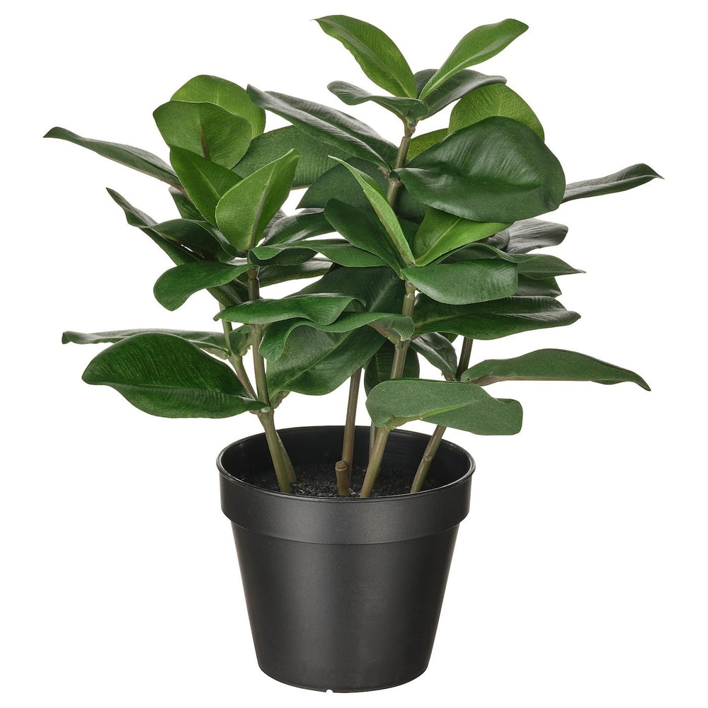 Clusia Artificial Potted Plant - From Where - 