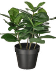 Clusia Artificial Potted Plant - From Where - 
