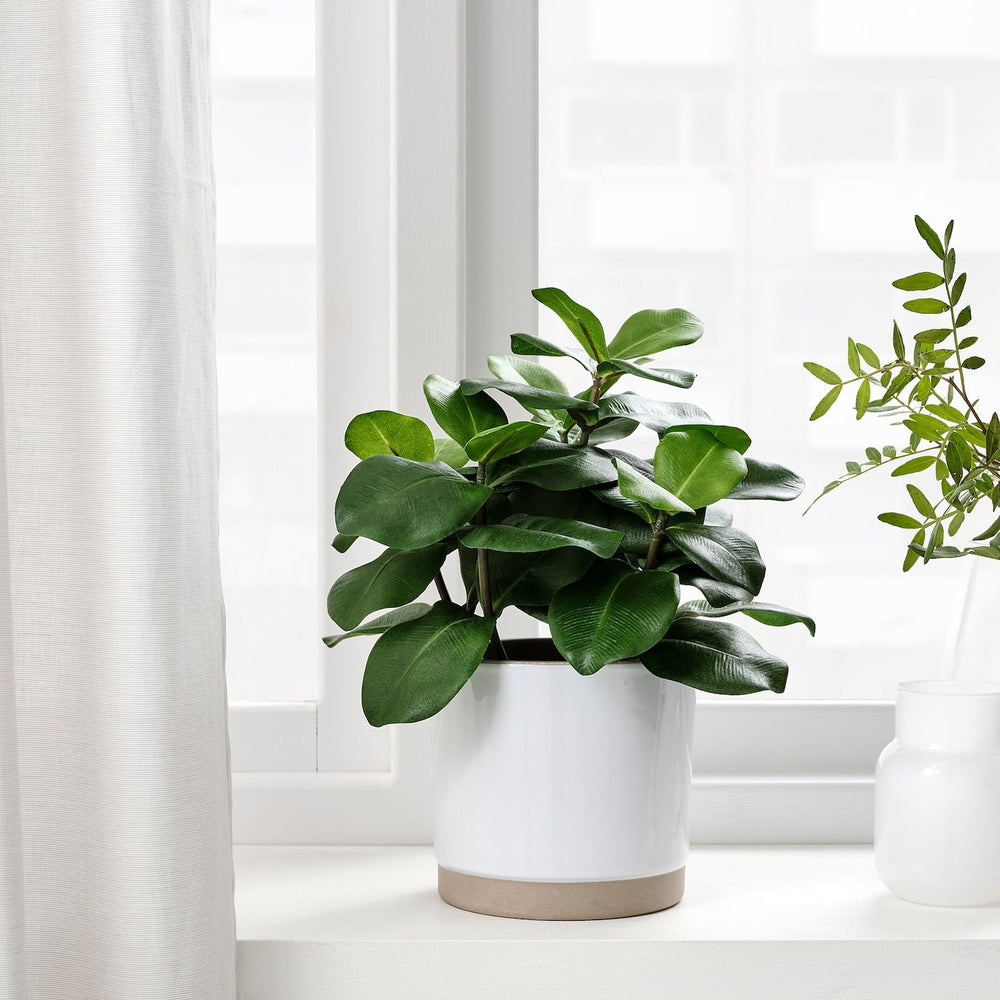 Clusia Artificial Potted Plant - From Where - 