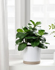 Clusia Artificial Potted Plant - From Where - 