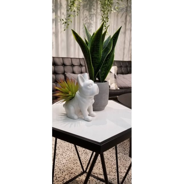 Desktop Succulent Artificial Plant - From Where - 