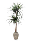 Dracaena Plant in Woven Vessel, 60" - From Where - 