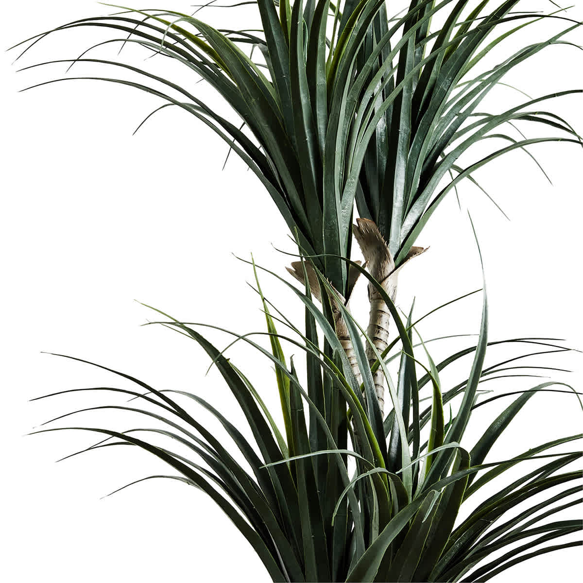 Dracaena Plant in Woven Vessel, 60" - From Where - 