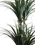 Dracaena Plant in Woven Vessel, 60" - From Where - 