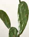 Faux Potted Cactus Plant 4'9" - From Where - 