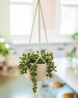 Faux String of Pearl in 4" Macrame Hanging Ceramic Planter - From Where - 