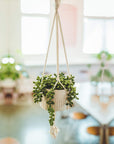 Faux String of Pearl in 4" Macrame Hanging Ceramic Planter - From Where - 