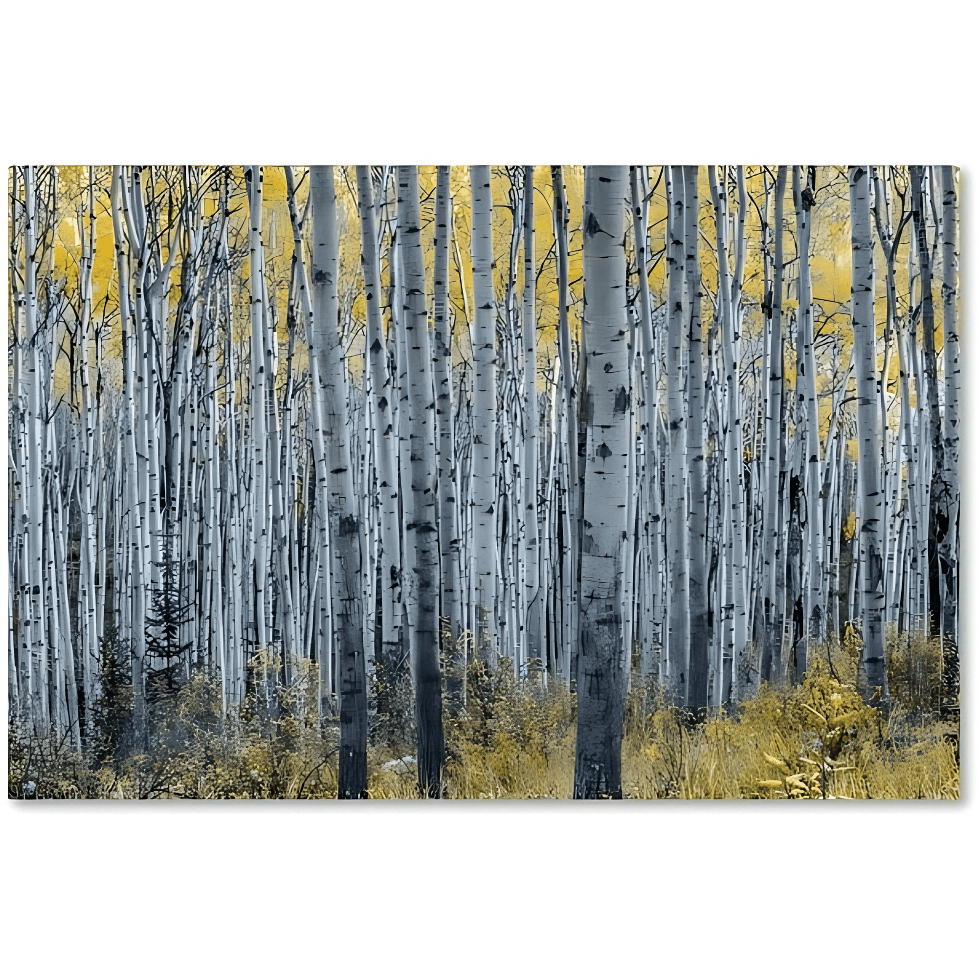 Forest of Aspen Trees Canvas Art - From Where - 