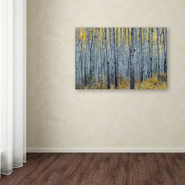 Forest of Aspen Trees Canvas Art - From Where - 