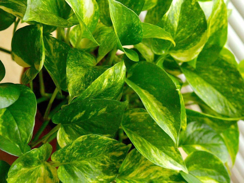 Golden Pothos Live Vine Plant - From Where - 