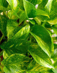 Golden Pothos Live Vine Plant - From Where - 