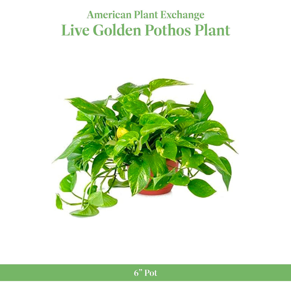 Golden Pothos Live Vine Plant - From Where - 