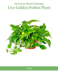 Golden Pothos Live Vine Plant - From Where - 