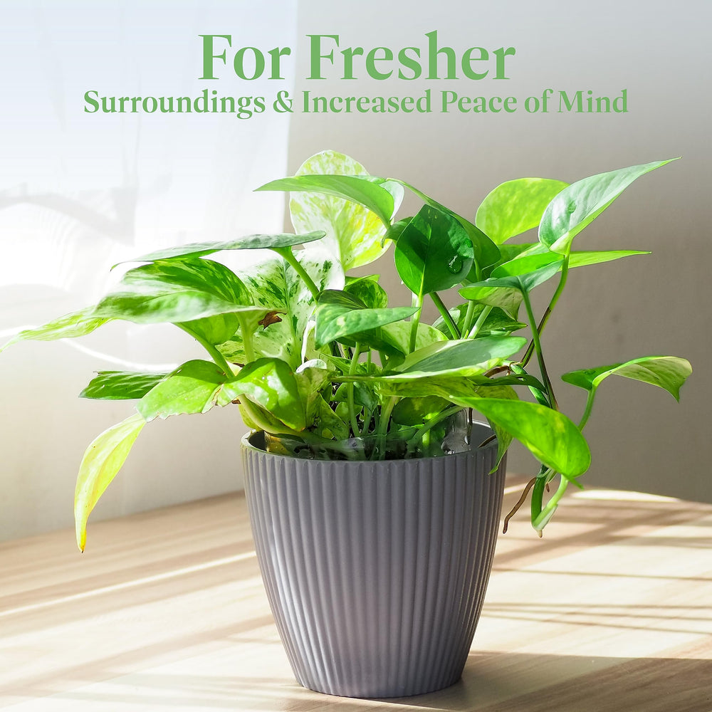 Golden Pothos Live Vine Plant - From Where - 