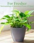 Golden Pothos Live Vine Plant - From Where - 