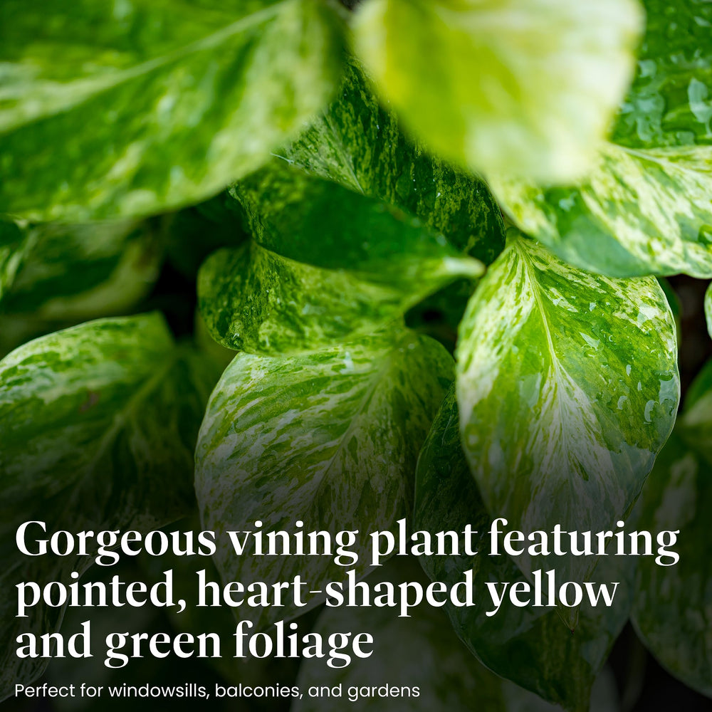 Golden Pothos Live Vine Plant - From Where - 