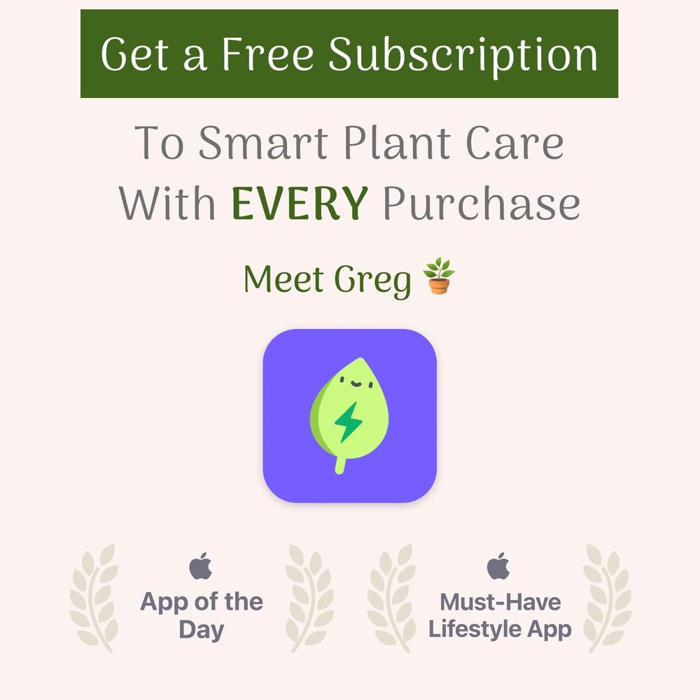 Golden Pothos Live Vine Plant - From Where - 