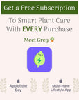 Golden Pothos Live Vine Plant - From Where - 