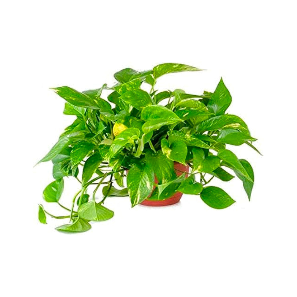 Golden Pothos Live Vine Plant - From Where - 