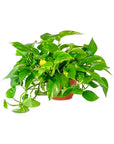 Golden Pothos Live Vine Plant - From Where - 