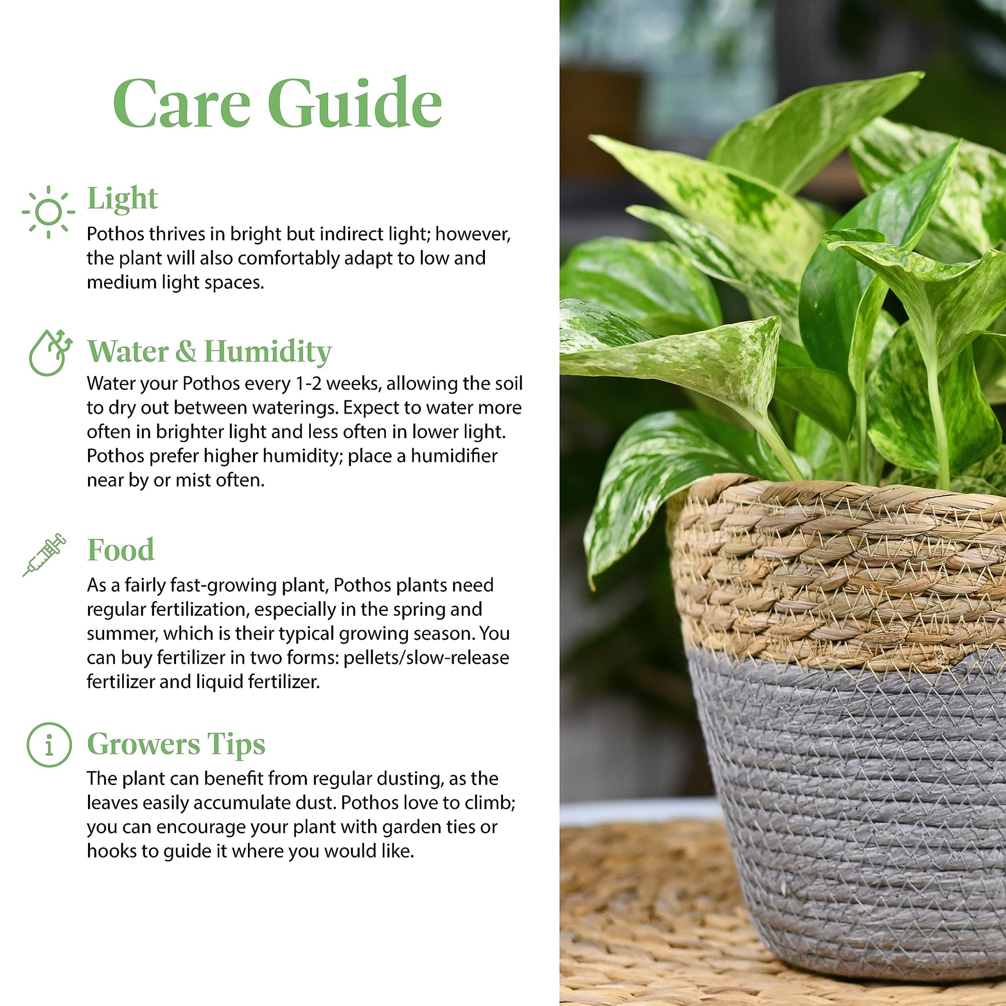 Golden Pothos Live Vine Plant - From Where - 