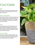 Golden Pothos Live Vine Plant - From Where - 