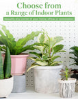 Golden Pothos Live Vine Plant - From Where - 