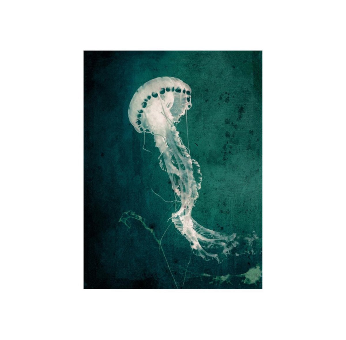 Marine Collection V Graphic Art - From Where - 
