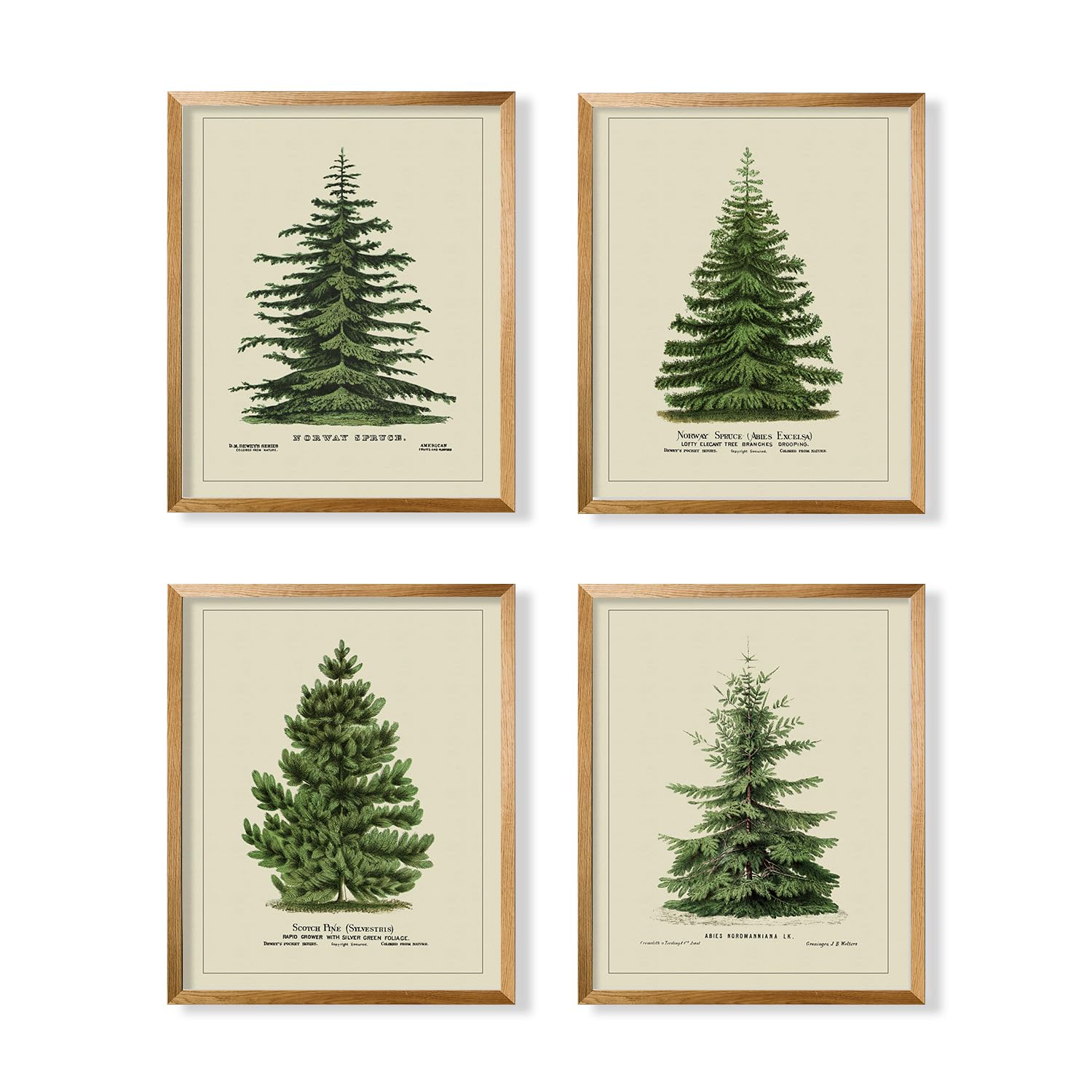 Norway Spruce Scotch Pine Gallery Wall - From Where - 
