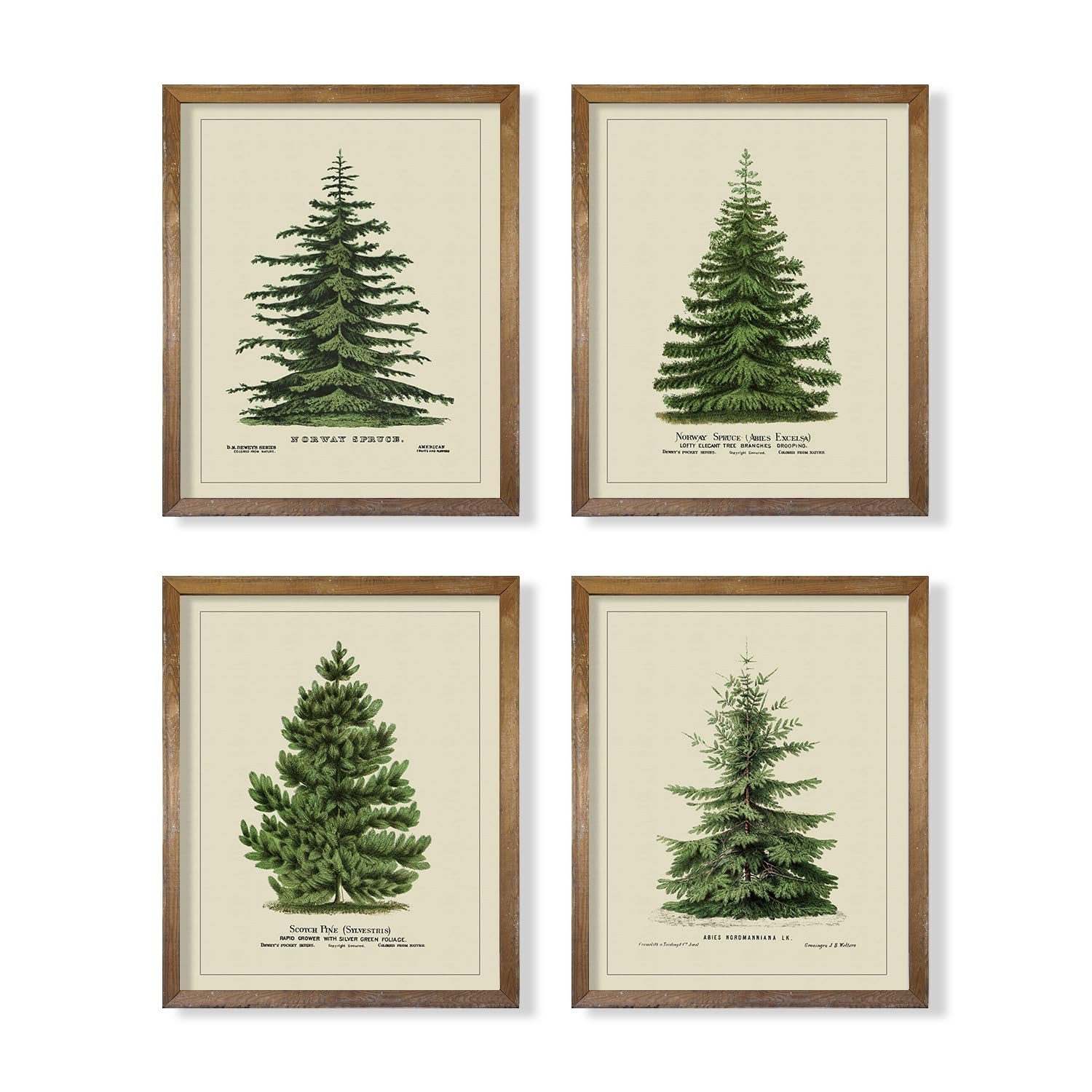 Norway Spruce Scotch Pine Gallery Wall - From Where - 