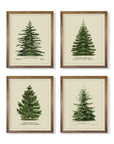 Norway Spruce Scotch Pine Gallery Wall - From Where - 