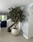 Olive Tree in 30" Globe Planter - From Where - 
